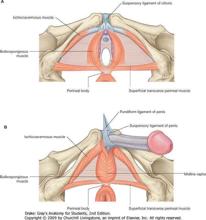 Diaphragma urogenitale m. ischiocavernosus m. bulbospongiosus perineális test m.