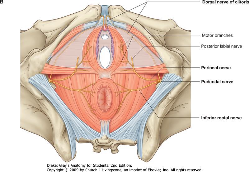 Diaphragma