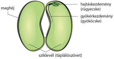 Kétszikű növények magjában két sziklevél van (bab, paradicsom,