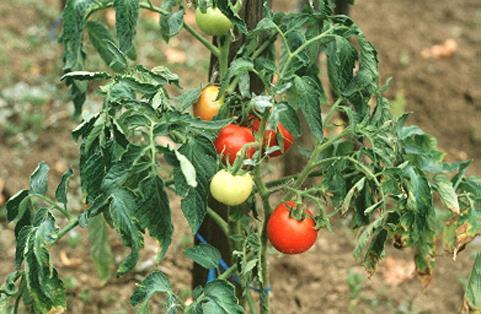 Egyéves lágy szárú növények (paprika, paradicsom, bab )