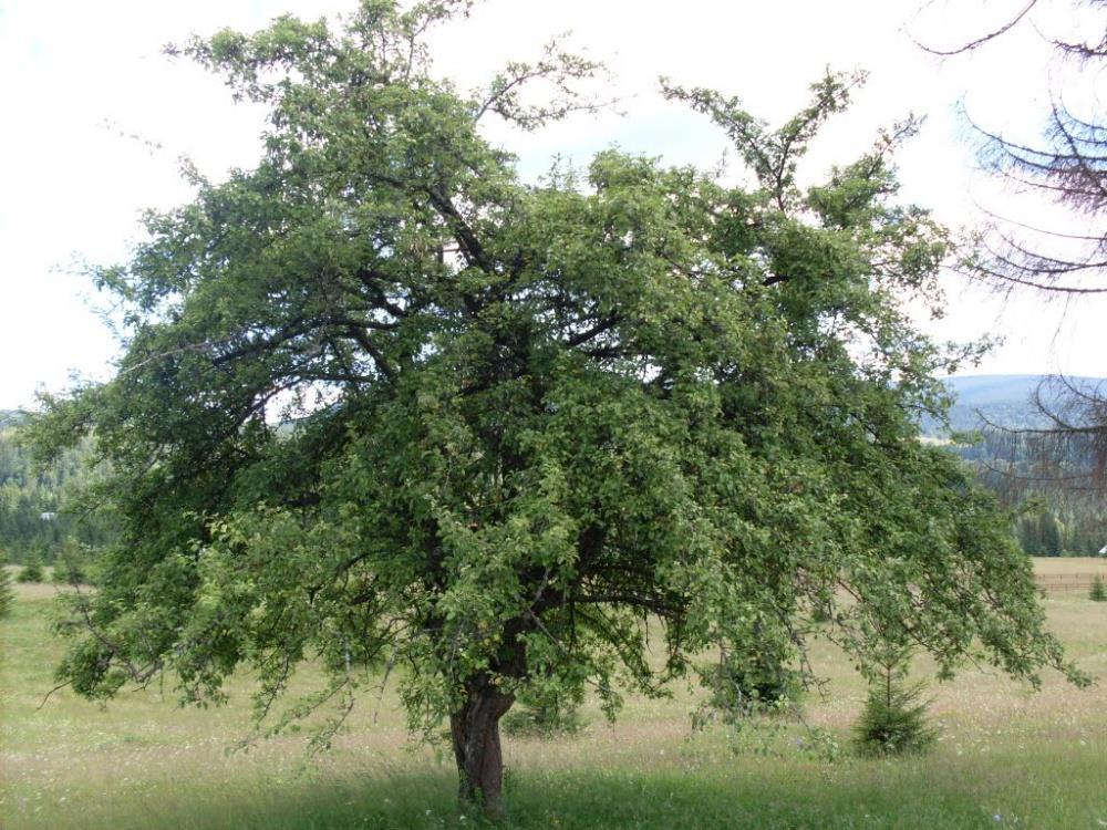 évben fejlődik ki a szár a virágokkal és a terméssel.