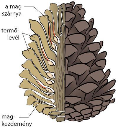 melyek nem védettek(petesejt) Megporzás szél által.