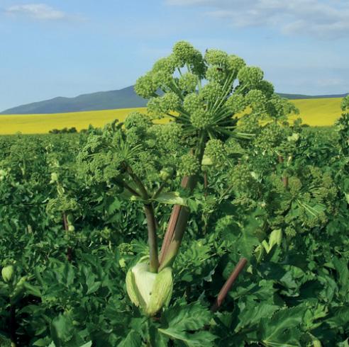 PARTNEREINK, REFERENCIÁK Angelika Farm Kft.