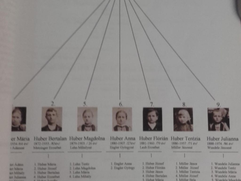 Fa a fényképből kiindulva