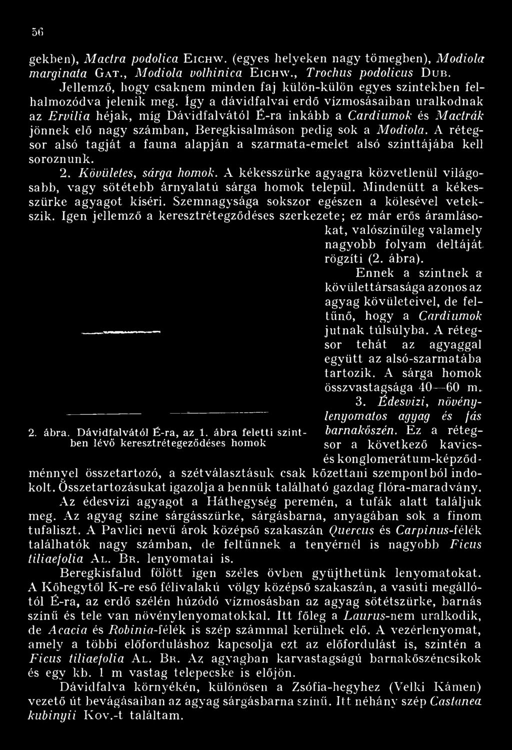 így a dávidfalvai erdő vízmosásaiban uralkodnak az Ervilia héjak, míg Dávidfalvától É-ra inkább a Cardiumok és Macirák jönnek elő nagy számban, Beregkisalmáson pedig sok a Modiola.