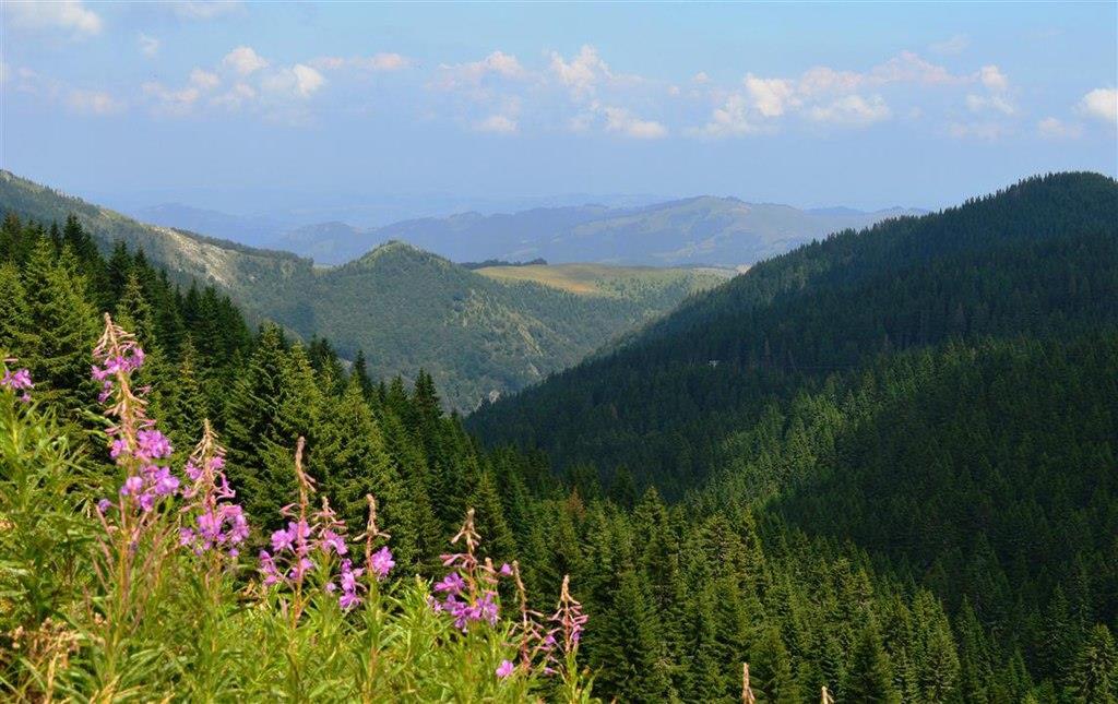 Szerbia nemzeti parkjai : Kopaonik Nemzeti Park 1981-ben alapították Jellemző