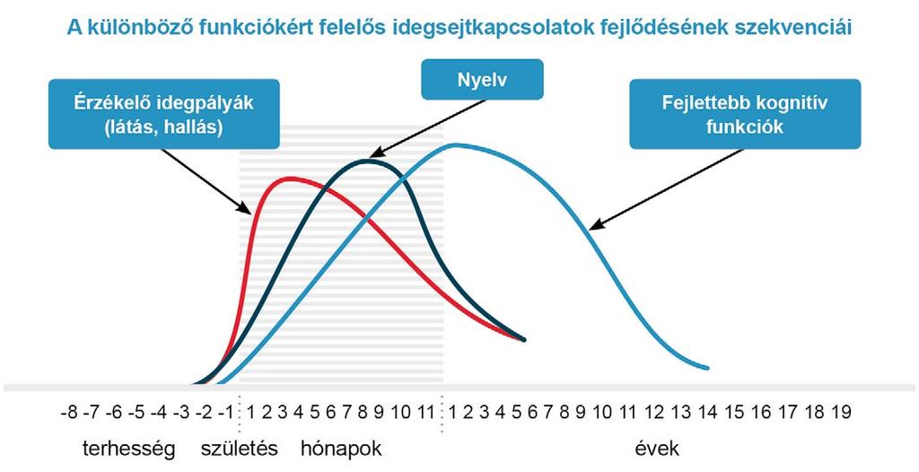 1. BEVEZETÉS Egy újszülött csecsemőnek születésekor közel 100 milliárd idegsejtje van.