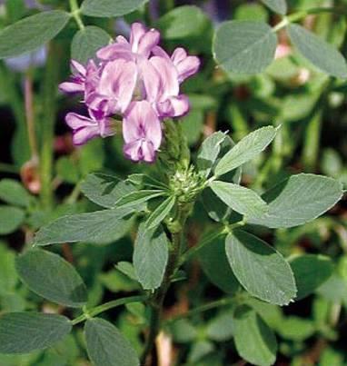 Lucerna (Medicago sativa L.): Nagy területeken termesztett haszonnövény. Méhészeti szempontból csak a magnak hagyott számít. Többnyire a második kaszálást hagyják meg magnak.