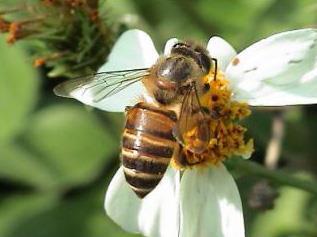 4. kép Apis cerana méh Apis mellifera intermissa észak-afrikai méh A sötét méhek csoportjába tartozik. Észak-Afrika nevezetes méhe.