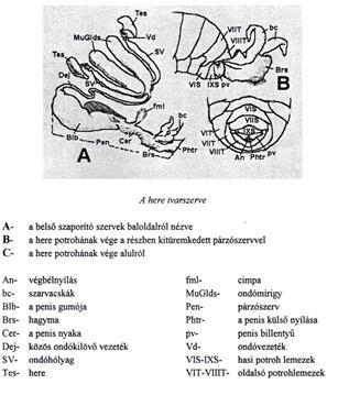 4. ábra A here ivarszerve 11. kép A here ivarszerve o Fullánk: Fullánkja az anyának és a munkásméheknek is van.