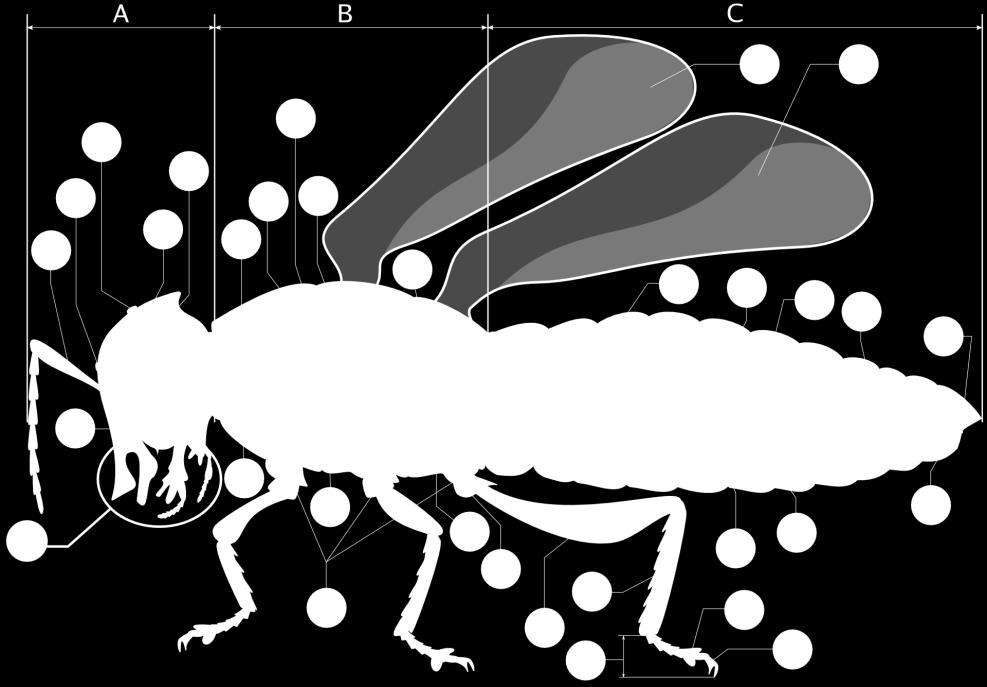 6. ábra A rovarok felépítése A- Fej (Caput), B- Tor (Thorax), C- Potroh (Abdomen),1. csáp (antenna), 2. ocellusok (alsók), 3. ocellusok, (felsők), 4. összetett szem, 5. agy (cerebralis ganglion), 6.