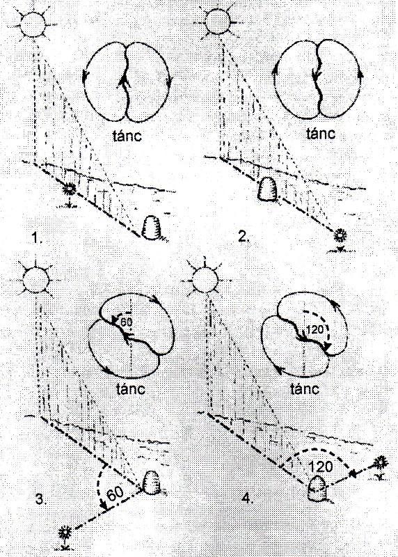 9. ábra Riszáló tánc és a méhlegelő meghatározása 1.