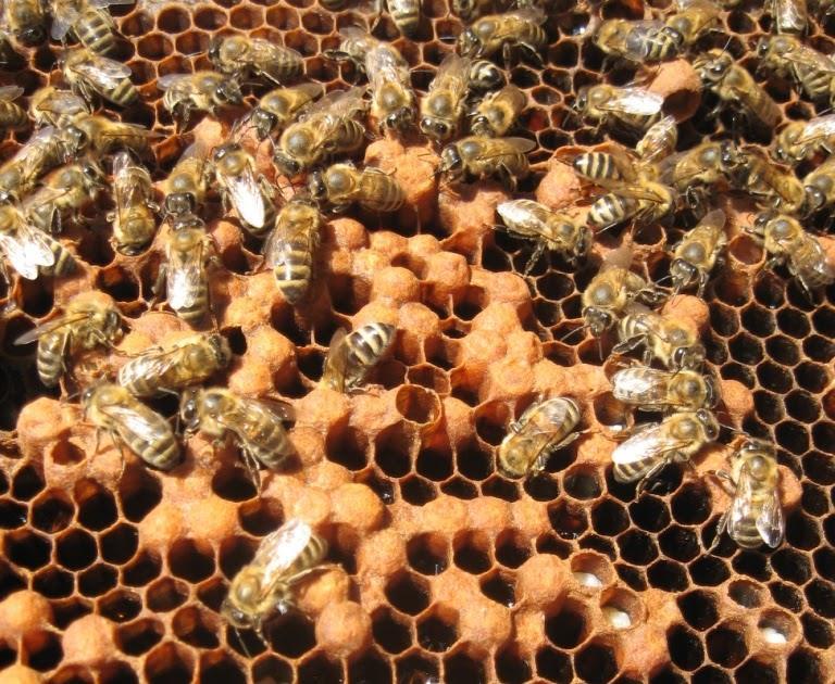 17. kép Álanya jelenség, elszórt herefiasításokkal Ekkor a dolgozó méhekből, akiknek fejletlen a petefészkük, egy-két egyedet pempővel kezdenek el etetni, amitől kifejlődik a petefészkük.