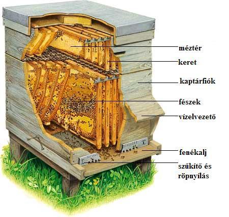 28. kép 1/2NB rakodó kaptár felépítés - Hunor rakodó kaptár o Közepes lépméretű. Kezdetben fix fenekesek voltak, ma levehető aljú.