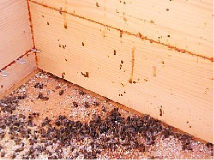 Kifejlett méheket érintő fertőző megbetegedései Nosémakór: A kórokozó a Nosema apis és a Nosema cerana ami egy spórás véglény. Mérete: 5x7 μm. Világszerte jelen van a méhészetekben.