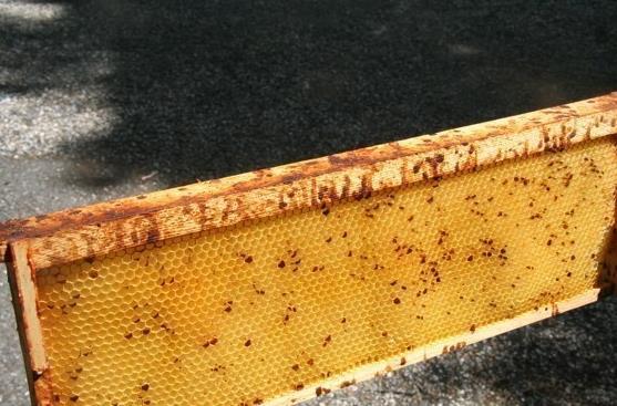 Emiatt a méh nem képes emészteni, legyengül és elpusztul. A kórokozó főként tavasszal dúsul fel a belső ürítkezésnek köszönhetően.