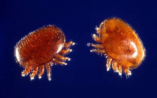 38. kép Varroa atka 39. kép Varroa atka a méh torrészén Az atkafaj jellemzői. A nőstény 1,5 mm széles, 1,2 mm hosszú és világosbarna színű. A hím valamivel kisebb méretű: 0,7 mm széles, 0,5 mm hosszú.