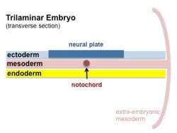 Paraxial mesoderm - somites - musculoskeletal