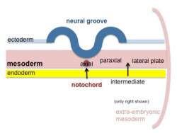 (kidney and genital) Lateral plate mesoderm -