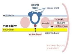 Paraxial mesoderm - somites - musculoskeletal structures Intermediate mesoderm - urogenital