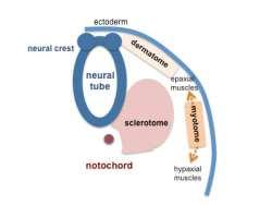 ball forms through epithelialization and interactions (cell-cell, cellextracellular matrix, ECM) fibronectin, laminin has 2 populations of cells -