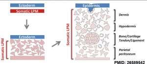 Somatic Mesoderm The intraembryonic coelom divides the lateral plate into 2