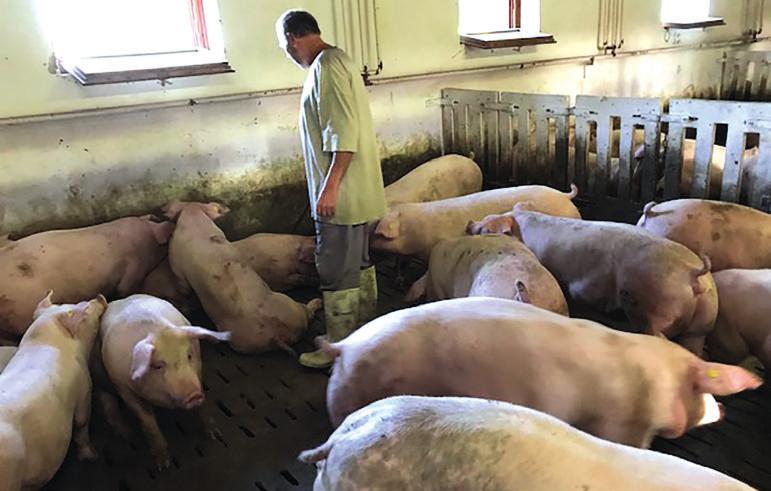Úgy hívták, hogy juhos Forgács. Teltek az évek, és elmentem tanulónak. De már előtte, általános iskolás koromban ugyancsak kijártam birkát legeltetni.