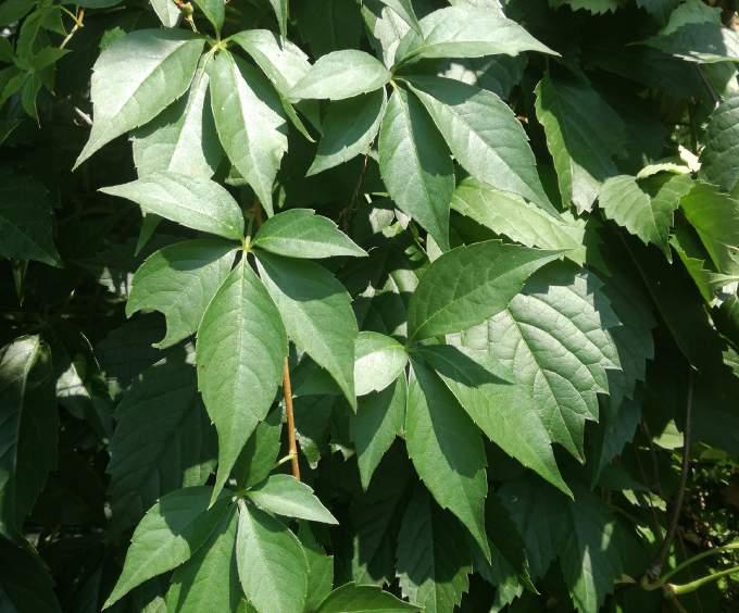TAPADÓ VADSZŐLŐ Parthenocissus