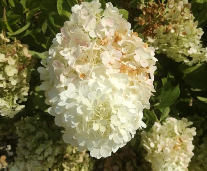 BUGÁS HORTENZIA Hydrangea paniculata HORTENZIA Hydrangea