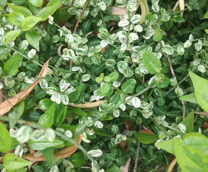 KÚSZÓ KECSKERÁGÓ Euonymus fortunei LEANDER Nerium