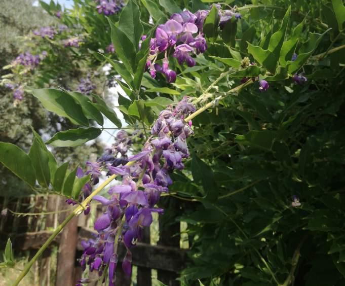 LILAAKÁC Wisteria sinensis BABÉRMEGGY Prunus