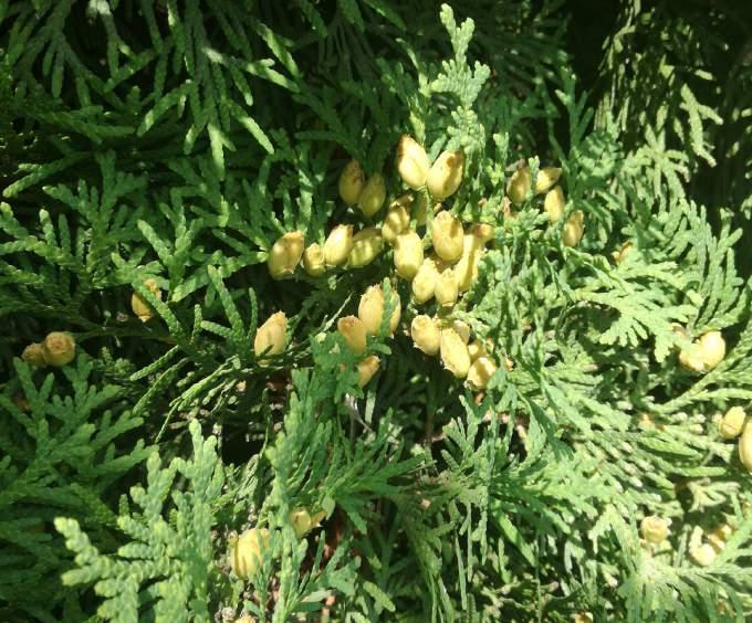 NYUGATI TUJA Thuja occidentalis ZÖLD HUNYOR Helleborus