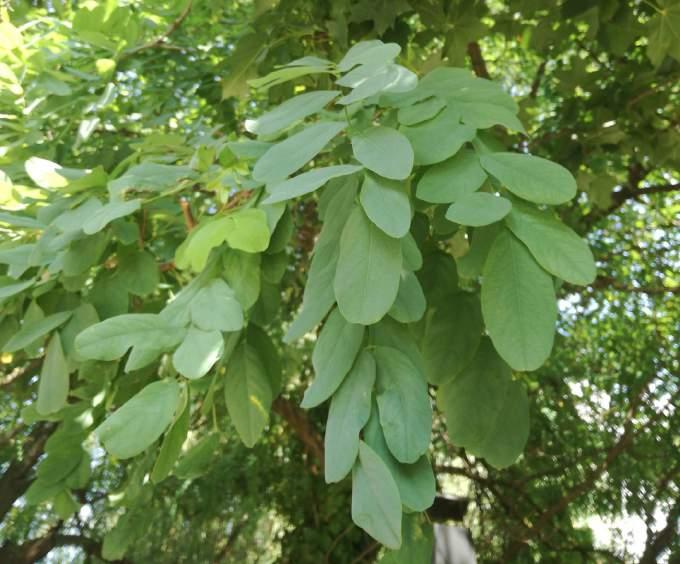 AKÁCFA Robinia pseudoacacia ARANYCSERJE