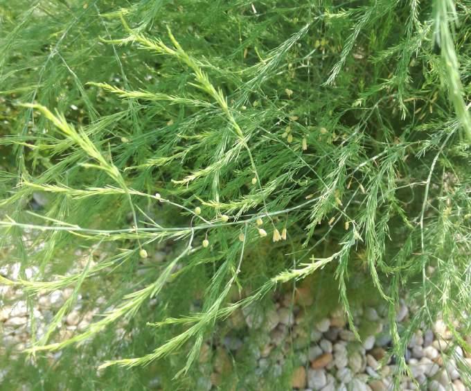 ASZPARÁGUSZ Asparagus