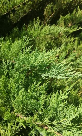 Juniperus sp Hajtáscsúcs