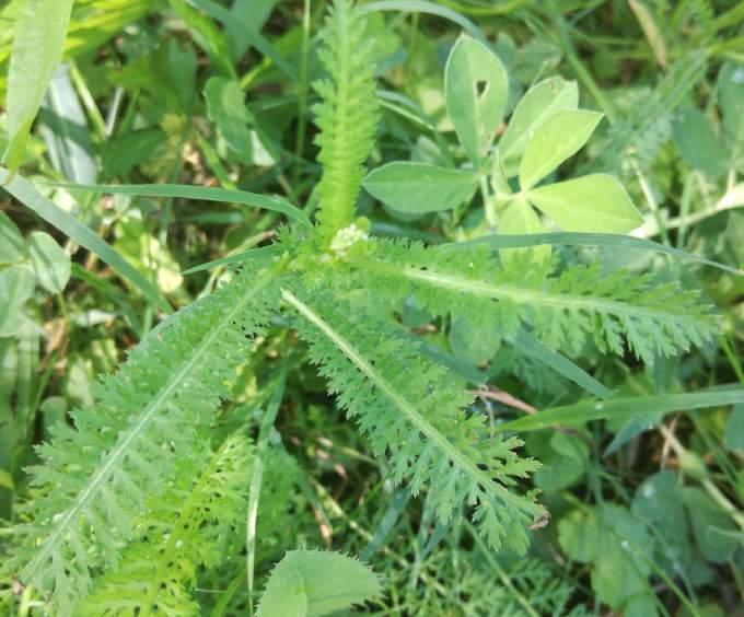 BOROSTYÁN Hedera helix CICKAFARK Achillea