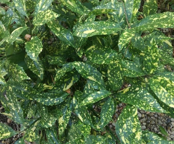 BABÉRSOM Aucuba japonica