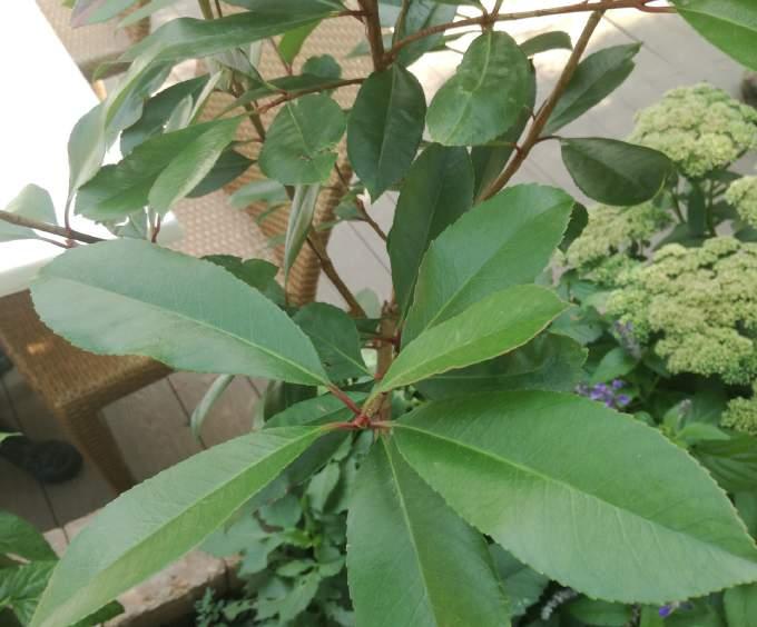 KORALLBERKENYE Photinia serrulata