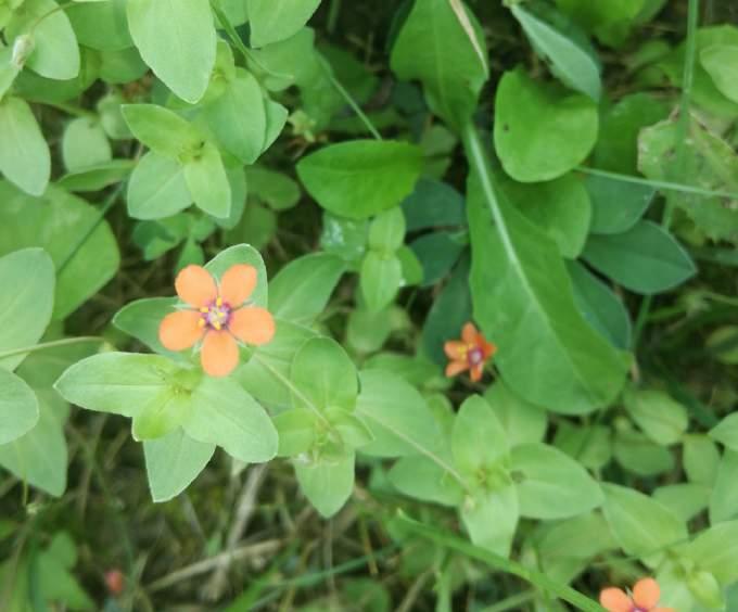 MEZEI TIKSZEM Lysimachia arvensis