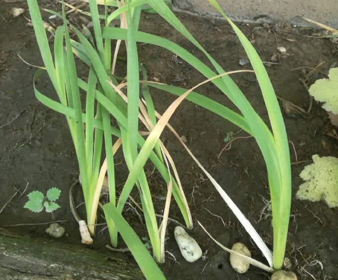 NŐSZIROM, ÍRISZ Iris pseudacorus OSTORMÉNFA