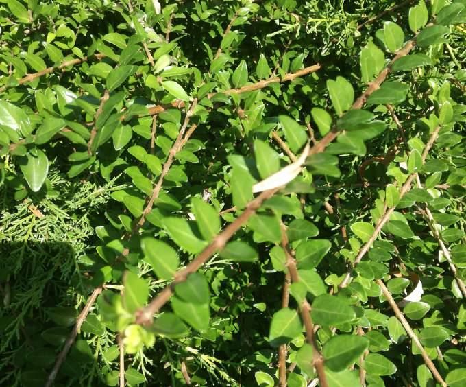 ÖRÖKZÖLD MIRTUSZLONC Lonicera nitida PIROS HÓBOGYÓ Symphoricarpos