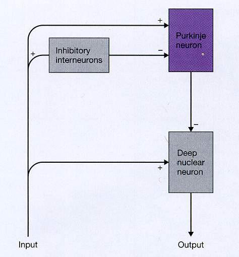 A kisagyi modul Inhibitoros interneuronok