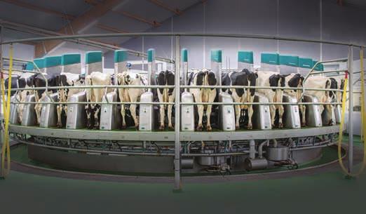 8 MARHA LEVÉL Robotizált fejési megoldások a GEA rendszerében Homonnay Szilárd, farm support manager, Milk Center Kft.