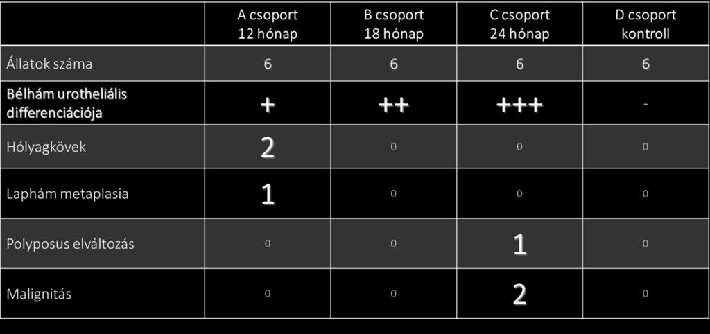 Az egyik állat esetén a hólyagkő mellett a natív húgyhólyag területén laphám metaplázia alakult ki (12. ábra). 12.