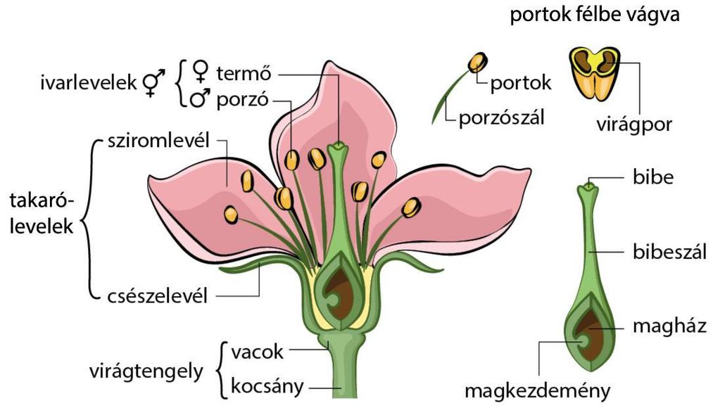 Növények ivaros szaporodása VIRÁG