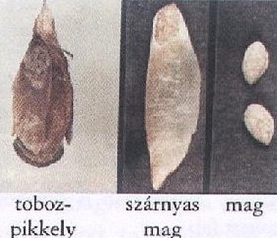 termésük),
