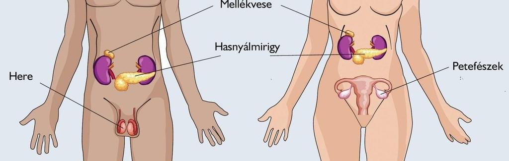 Az ember szaporodása - Az ember váltivarú lény (nő és férfi) - Ivarosan szaporodik, belső megtermékenyítéssel - Az