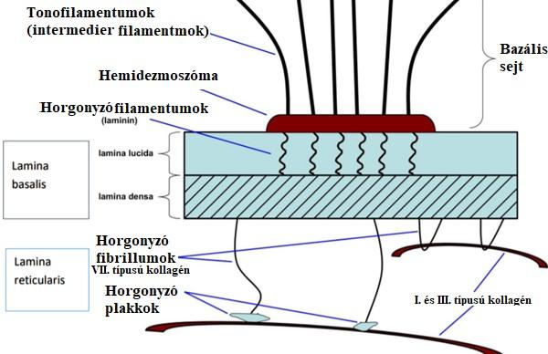 1. ábra: Alaphártya felépítése 4 Hálózatos lemez (lamina reticularis): az irha kollagén rostjaival teremt összeköttetést, így a hám és az irha mechanikai kapcsolatát biztosítja.