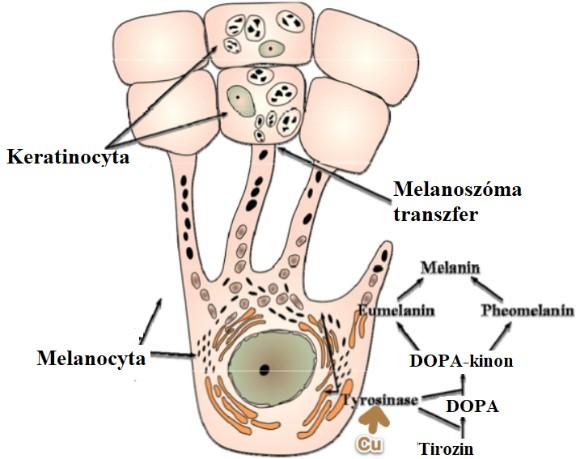 1.1.4. Festékképzés és szabályozása A festékképzés (melanogenesis) a hámban zajló, bőrszín kialakításában fontos biokémiai folyamat.