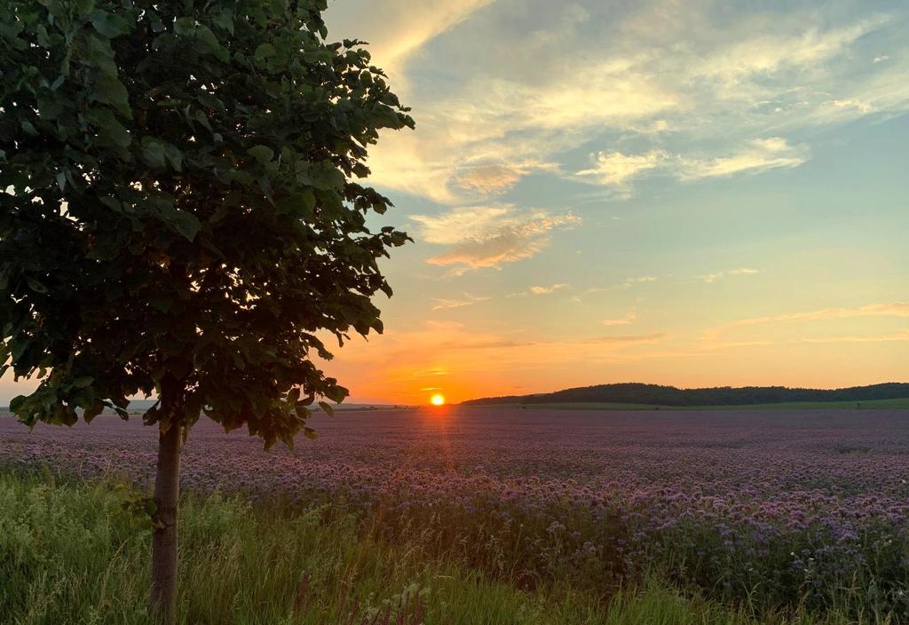 ÉLMÉNYEK, TÚRÁK Kihagyhatatlan látnivalók... A Balaton-felvidék minden apró részletében gyönyörű természeti kincs.